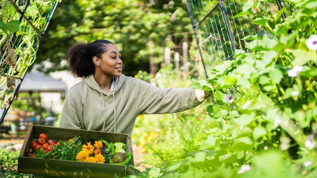 University of the Pacific has moved closer to its goal of a gold rating for sustainability.